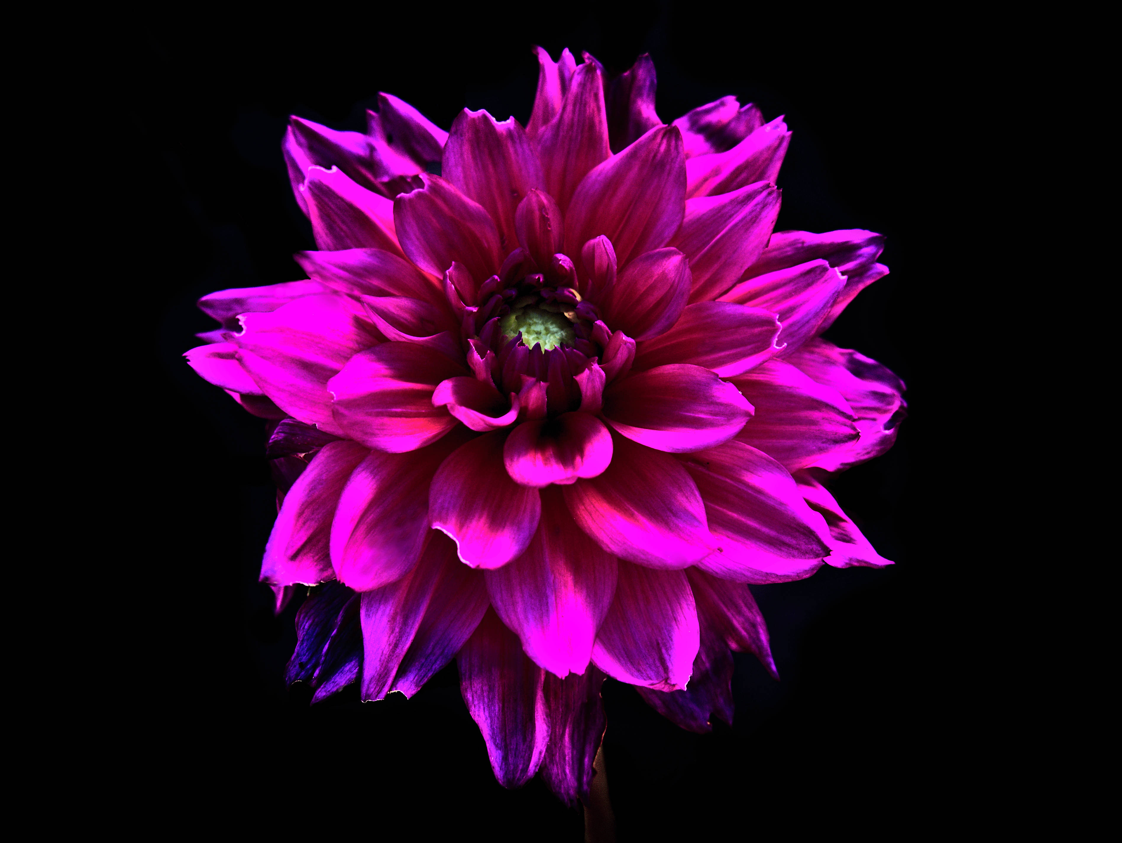 dalia sur fond noir