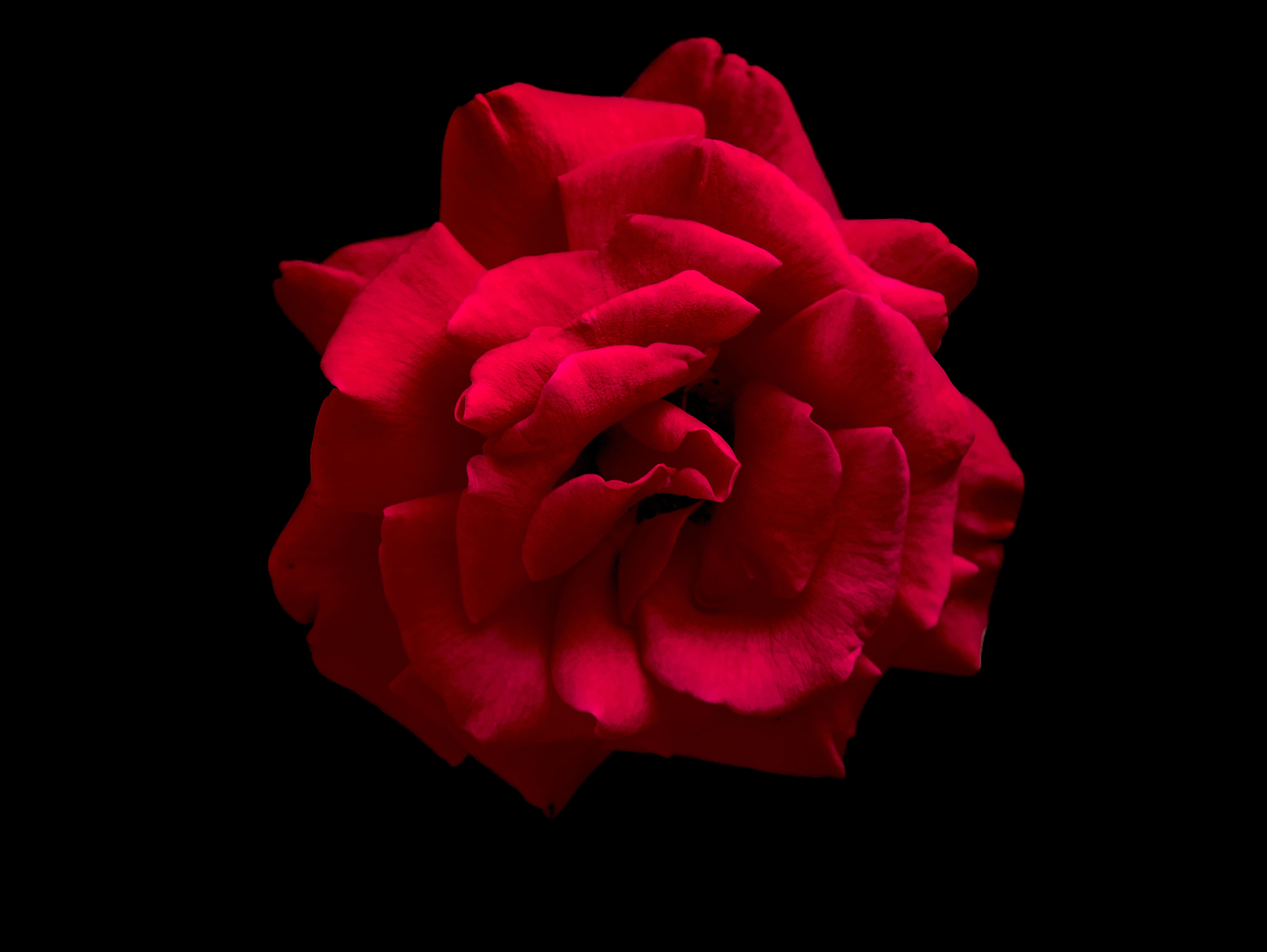 rose sur fond noir